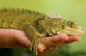 Reptiles and food safety 