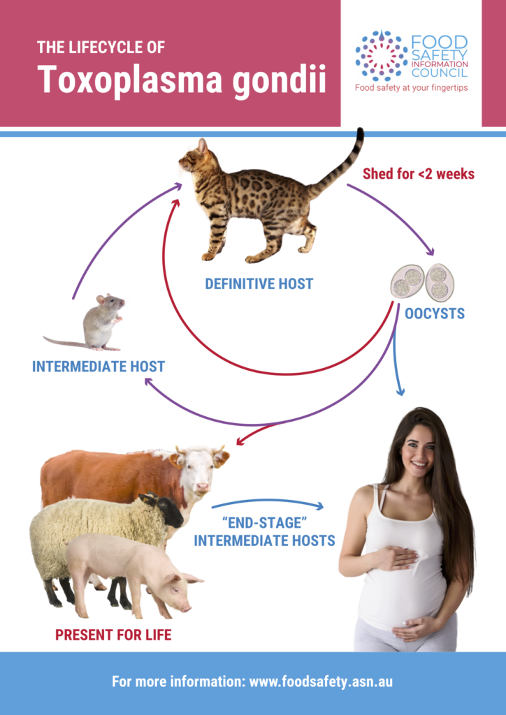 Lifecycle of Toxoplasma gondii